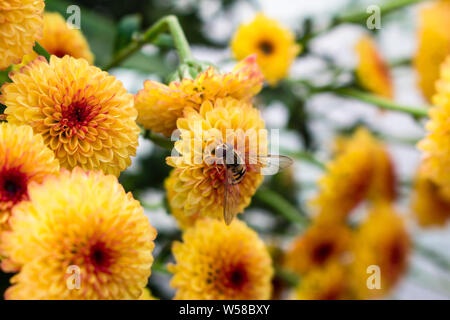 Single hoverfly auf einer Blume in einem Feld von Lollipop gelbe Chrysantheme Blumen in voller Blüte. Verschwommenen Hintergrund. Stockfoto
