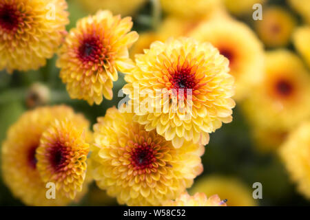Lollipop gelbe Chrysantheme Blüten in voller Blüte mit Wassertropfen im Zentrum von Morgentau. Verschwommenen Hintergrund. Stockfoto