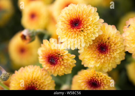Blühende Lollipop gelbe Chrysantheme Blumen mit Wassertropfen im Zentrum von Morgentau. Verschwommenen Hintergrund. Stockfoto