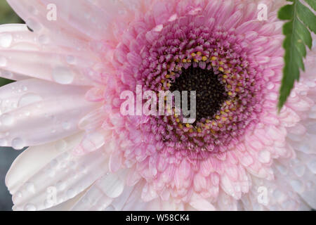 Nahaufnahme von der Mitte eines weichen Rosa Gerbera Blume in voller Blüte in Wassertropfen von morgens Tau. Stockfoto