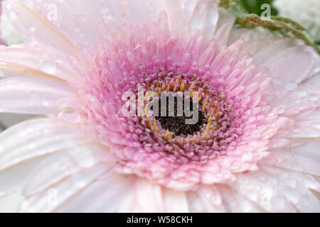 Makro in der Mitte eines wunderschönen Rosa Gerbera Blume in voller Blüte in Wassertropfen von morgens Tau. Stockfoto