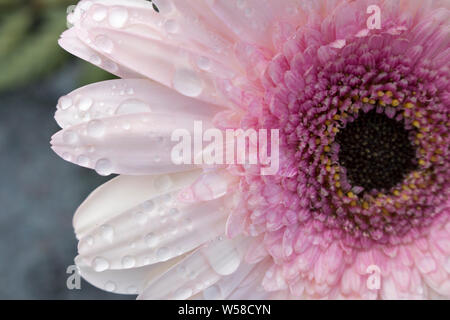 Makro in der Mitte eines blühenden Rosa Gerbera Blume in Wassertropfen von morgens Tau. Verschwommenen Hintergrund. Stockfoto