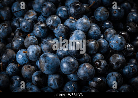 Die Oberfläche ist mit einer dicken Schicht von Blaubeeren abgedeckt. Natürliche Hintergrund. Obst Hintergrund Stockfoto