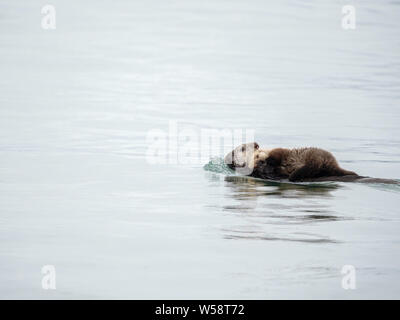 Eine Mutter Sea Otter, Enhydra lutris, mit Ihrem Welpen in den Reid Einlass, Glacier Bay National Park, Alaska, USA. Stockfoto