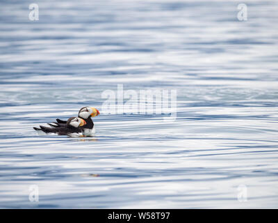 Ein paar der gehörnten Papageientaucher, Fratercula corniculata, Süd Marmor Insel, Glacier Bay National Park, Alaska, USA. Stockfoto