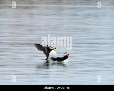 Ein paar der gehörnten Papageientaucher, Fratercula corniculata, Süd Marmor Insel, Glacier Bay National Park, Alaska, USA. Stockfoto