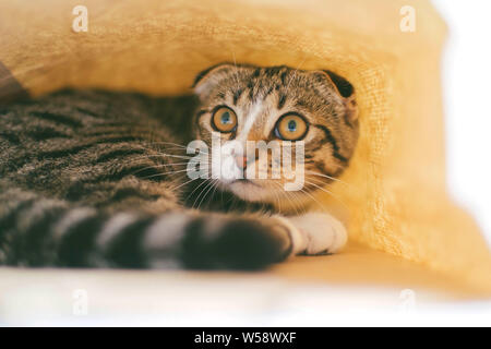 Low Angle View der Katze weg schauen beim Sitzen auf weißen backgr Stockfoto