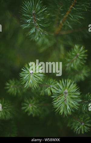 Gesunde grüne Bäume in einem Wald von Alte Fichte. Pine Tree close-up Stockfoto