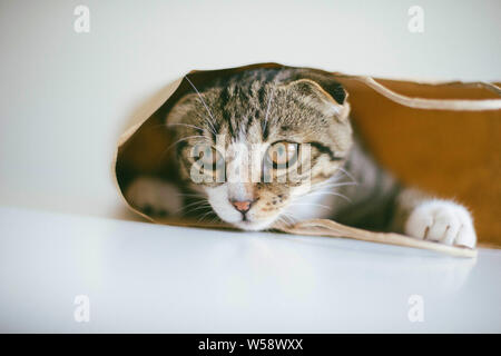 Low Angle View der Katze weg schauen beim Sitzen auf weißen backgr Stockfoto