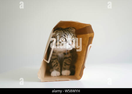 Low Angle View der Katze weg schauen beim Sitzen auf weißen backgr Stockfoto