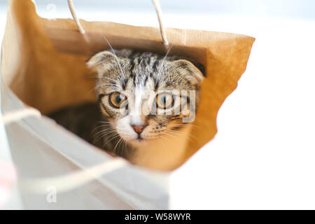 Low Angle View der Katze weg schauen beim Sitzen auf weißen backgr Stockfoto