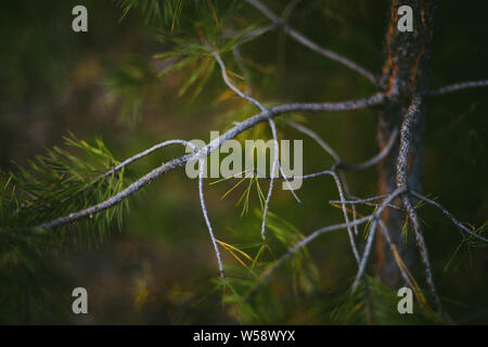 Gesunde grüne Bäume in einem Wald von Alte Fichte. Pine Tree close-up Stockfoto