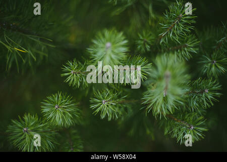 Gesunde grüne Bäume in einem Wald von Alte Fichte. Pine Tree close-up Stockfoto
