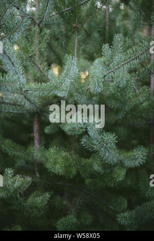Gesunde grüne Bäume in einem Wald von Alte Fichte. Pine Tree close-up Stockfoto