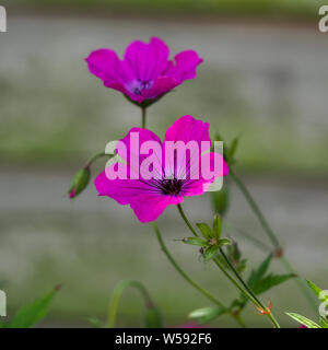 Nahaufnahme von einem lebhaften Rosa cranesbill Geranie Blüte vor einem Gartenzaun Stockfoto