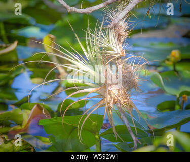 Eine airplant hängt über einem kleinen Teich in den Everglades National Park. Stockfoto