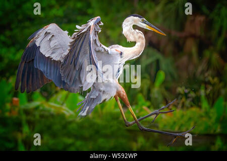 Ein Great Blue Heron kommt für eine perfekte Landung in Florida Everglades. Stockfoto