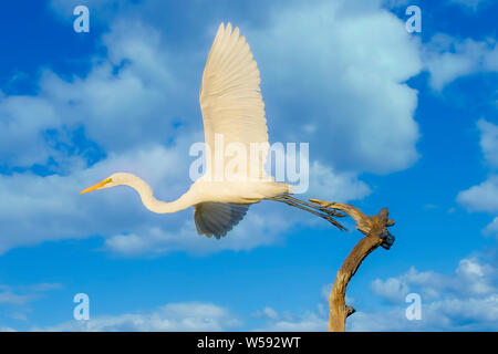 Ein Silberreiher fliegt in die Everglades. Stockfoto