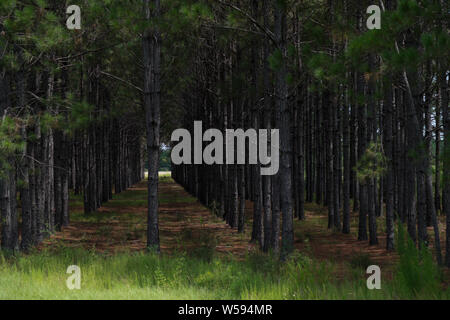 Kultiviert Langen Blatt Kiefernwald in der Nähe von Elberta, Alabama, USA Stockfoto