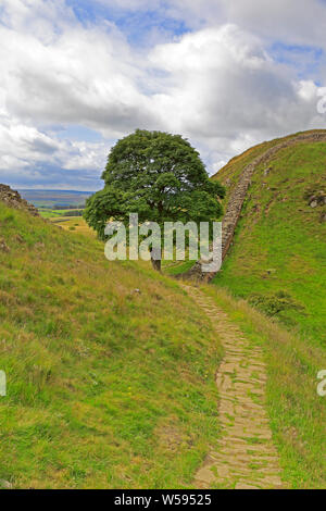 Sycamore Gap auf Hadrian's Wall, Weltkulturerbe der UNESCO, Hadrian's Wall Path, in der Nähe von Hexham, Northumberland Northumberland National Park, England. Stockfoto