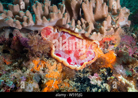 Spanische Tänzerin Nacktschnecken, Hexabranchus sanguineus, Gato Island, Malapascua, Cebu, Philippinen (Visayan Sea, Westlicher Pazifik) Stockfoto