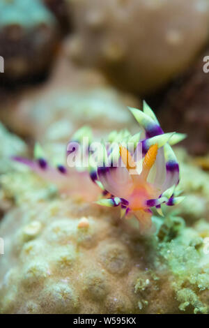 Aeolid nacktschnecke oder Sea Slug, 'exoptata, krabbeln über Koralle am Riff, Puerto Galera, Mindoro, Philippinen, Tayabas Bay Stockfoto