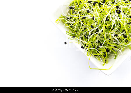 Porree (Allium Porrum) Sprößlinge in weißem Porzellan Teller Draufsicht isoliert Stockfoto