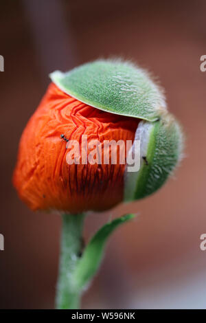 Makro Mohnknospe Hintergrund Stockfoto