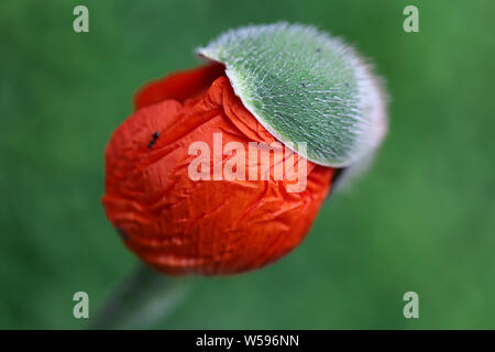 Makro Mohnknospe Hintergrund Stockfoto