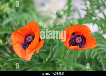 Makro Mohnknospe Hintergrund Stockfoto