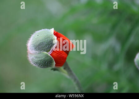 Makro Mohnknospe Hintergrund Stockfoto