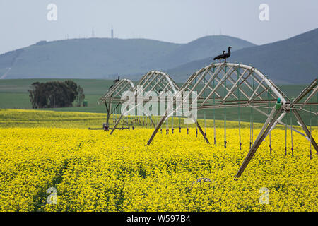 Raps (Raps) Felder und eine Bewässerungsanlage Stockfoto