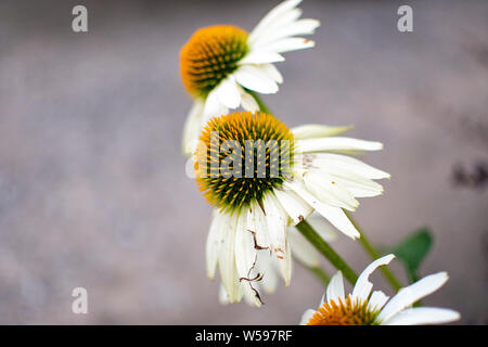 Nahaufnahme von Daisy Blumen in voller Blüte Stockfoto