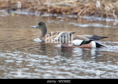 Amerikanische Pfeifente Ente Paar Stockfoto