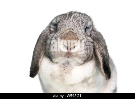 Eine süsse graue und weiße Lop eared heimischen Kaninchen auf weißem Hintergrund Stockfoto