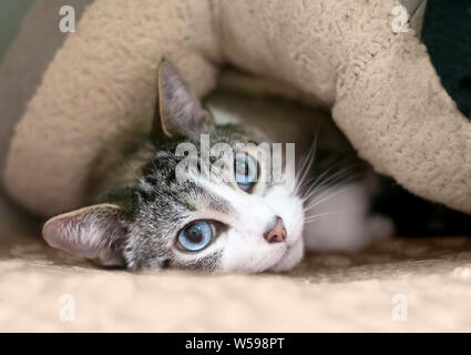 Eine schüchterne inländischen Kurzhaar Katze mit Tabby und weiße Markierungen und blauen Augen, versteckt unter einer Decke Stockfoto