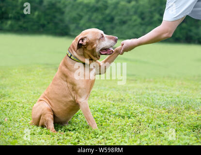Ein älterer Retriever/Terrier Mischling hund Händeschütteln mit seinem Besitzer Stockfoto
