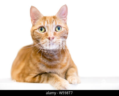 Eine orange Tabby inländischen Kurzhaar Katze mit grünen Augen Stockfoto