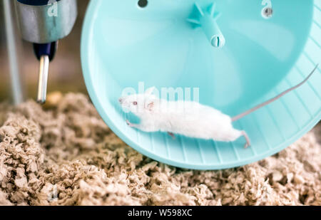 Eine kleine weiße domestizierten Haustier Maus mit roten Augen, die auf einem Laufrad im Käfig Stockfoto