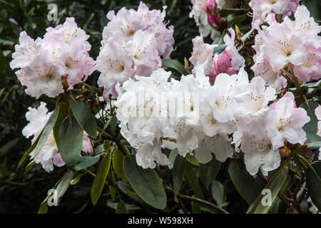 Weiß Rhododendron in Kew Gardens Stockfoto