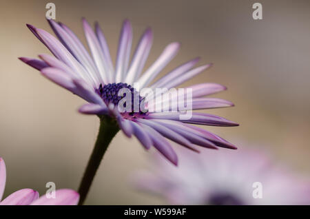 Lila Osteospermum ecklonis Blumen Makro in den Park. Stockfoto