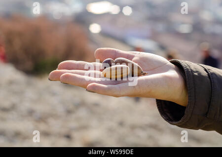 Das Mädchen zeigt Eichel in seiner Hand. Sie ist das Einpflanzen von eicheln für die Aufforstung. Stockfoto