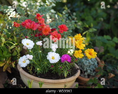Portulaca grandiflora gelb rosa Magenta rot weiß orange Portulakröschen Stockfoto