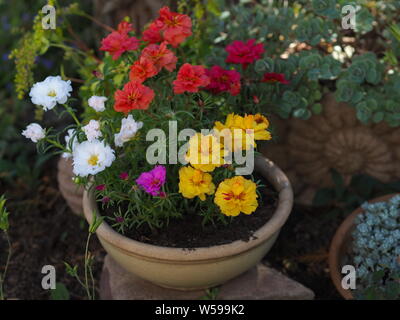 Portulaca grandiflora gelb rosa Magenta rot weiß orange Portulakröschen Stockfoto