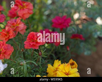 Portulaca grandiflora gelb rosa Magenta rot weiß orange Portulakröschen Stockfoto