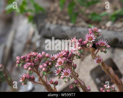 Sempervivum tectorum Dach-Hauswurz rot blühenden Garten vertikal Stockfoto