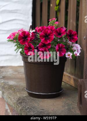 Surfinia Lila Lila Rosa Rot Petunia x atkinsiana Surfinia Gruppe petuinie Garten Stockfoto