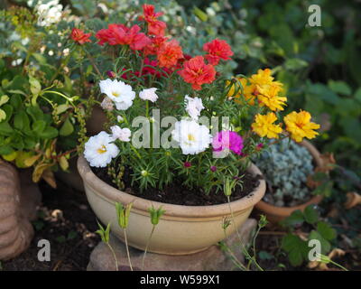 Portulaca grandiflora gelb rosa Magenta rot weiß orange Portulakröschen Stockfoto