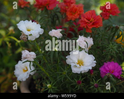 Portulaca grandiflora gelb rosa Magenta rot weiß orange Portulakröschen Stockfoto