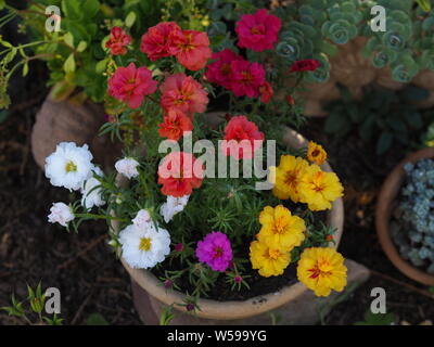 Portulaca grandiflora gelb rosa Magenta rot weiß orange Portulakröschen Stockfoto